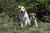 PARSON RUSSEL TERRIER 171